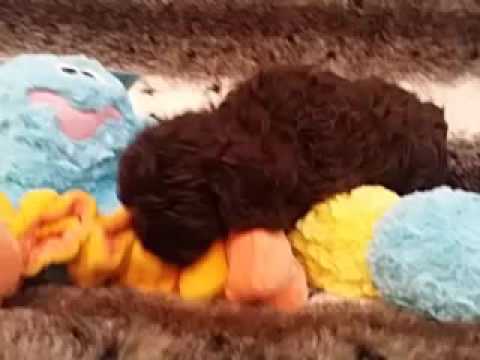So Cute and Chocolate Male Cockapoo!