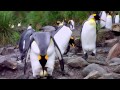 Penguins 3D Official Trailer | Digital 3D