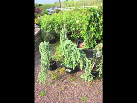 how to transplant small evergreen trees