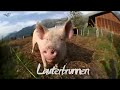 BASE JUMPING TRIP through Switzerland Italy and Austria