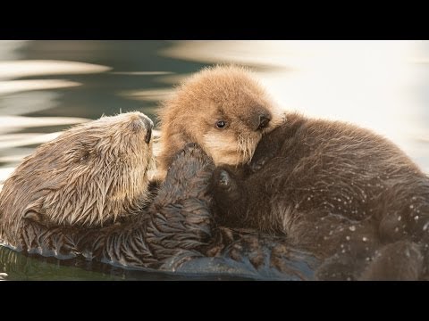 OTTER