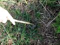 sitio do cu   autopsia em corpse de rato