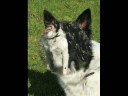 Border Collie - Killiebrae Elbi - Born To Run