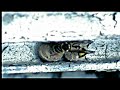 Hymenoptera - Costruzione celletta di Luca Cavallari Hymenoptera - Costruzione celletta di Luca Cavallari