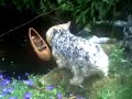 My yorkie goin madd My yorkie goin madd