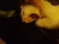 Time to put my ferret to bed. Her name is Pinwa.