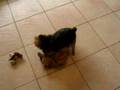 Sister Love - Terrier Style