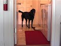 Dog Gets the Paper