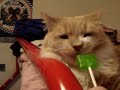 cat eating sour apple lollypop