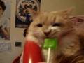 cat eating sour apple lollypop