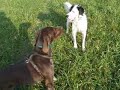 Hunde kommunizieren Hunde kommunizieren