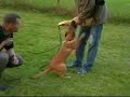 X-Mechelaar,pup II X-Mechelaar,pup II