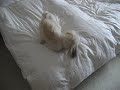 Cute dog having fun