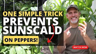 One Simple Trick Prevents Sunscald on Peppers!