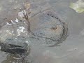 Weird Creature from the sea *_*