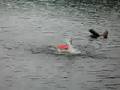Brooklyn trying to swim prt 3
