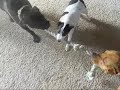 Funny Dog war....tug of war that is lol