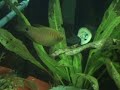 Discover more about the Gold Gourami at funfishtank.com