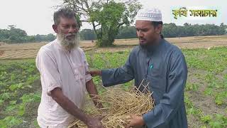 স্কোয়াশে মালচিং করার সহজলভ্য উপকরণ, যা না জানলেই নয়