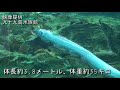 リュウグウノツカイ