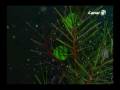 videos de Navidad Canal 6