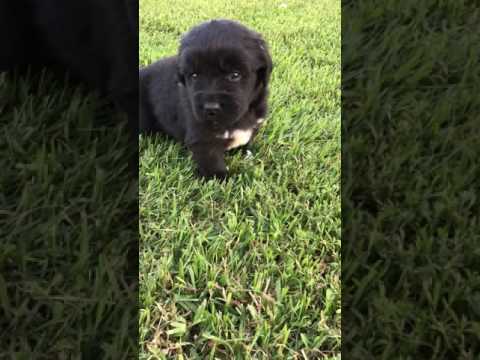 Puppys playing on the farm