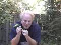 videos de FREAKY PEPPERS FINAL DV-AVI-Desktop.m4v