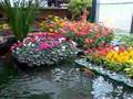 aquaponics hydroponics aquaculture 生態水培 水耕