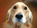 singing dog,funny;)