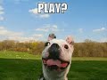 very funny dogs part 6