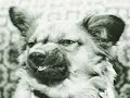 very funny dogs part 6