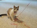 Mau vs. Ribboninabag Mau vs. Ribboninabag