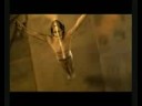 Hauntings Radio/Video Theme Song Hauntings Radio/Video Theme Song