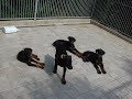 CHIOTS DOBERMANNS