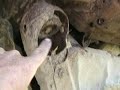 death of an olds friend at davids farm