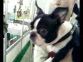 Zuzka (Boston Terrier) - enjoying agility dogs Zuzka (Boston Terrier) - enjoying agility dogs