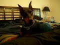 Pablo the Chihuahua Pablo the Chihuahua