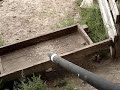 Baby Buffalo Baby Buffalo