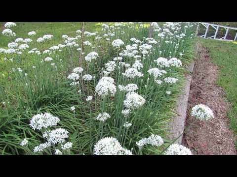 how to harvest garlic chives