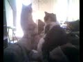 The Title Cat Fight BeBe vs Butter