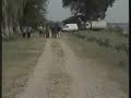 cei mai tari lautari