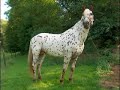 appaloosa