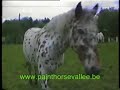 appaloosa