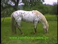 appaloosa