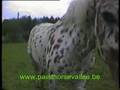appaloosa