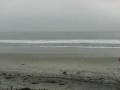 videos de seagulls & surfing @ Moonlight State Beach, Encinitas, CA