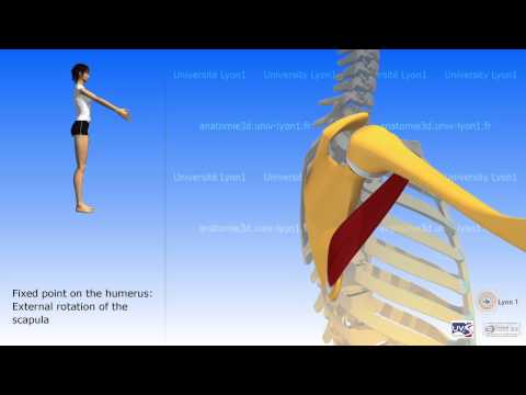 how to isolate teres major
