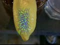 The Lemon in Your Drink Study