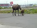 baby-twin-moose-with-mother-at-my-house.html