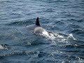 Orca ataca tortuga en puerto la cruz